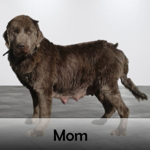 mom